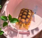 4years Sulcata tortoise