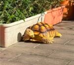 4years-Sulcata-tortoise2.jpeg