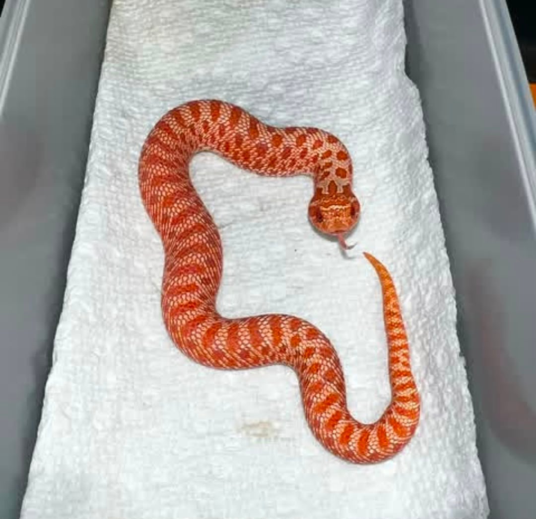 Albino anaconda het snow Albino-anaconda-het-snow.jpeg