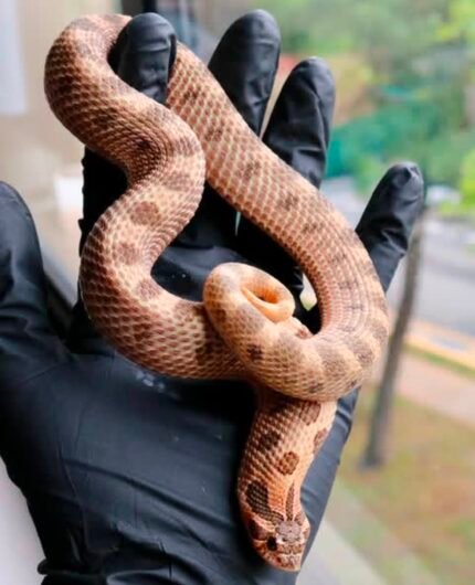 Artic-sable-anaconda.jpeg