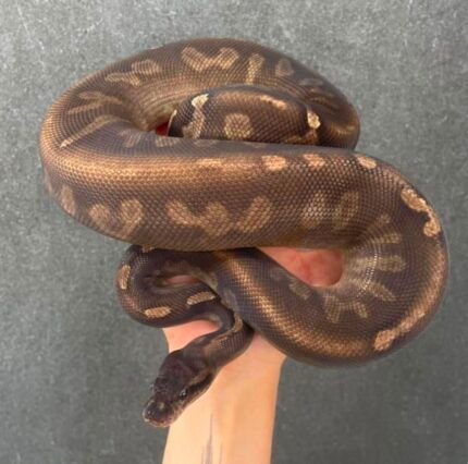 Axanthic-GHI-Clown-.jpeg
