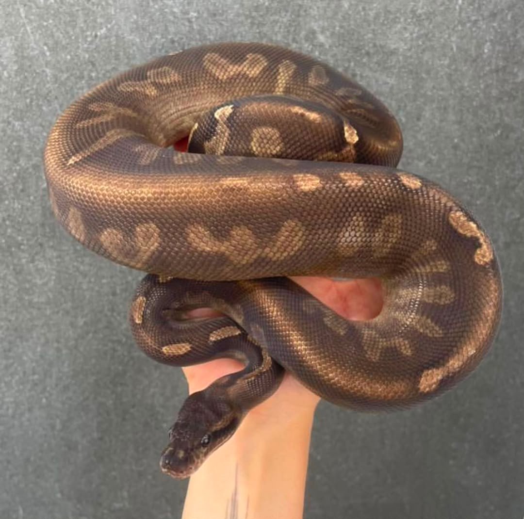 Axanthic GHI Clown Axanthic-GHI-Clown-.jpeg
