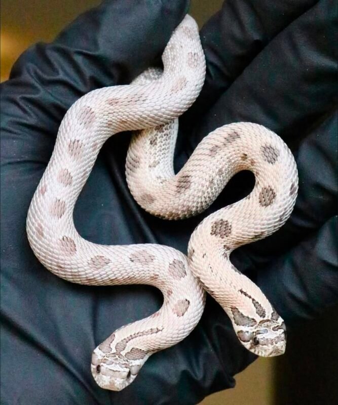 Hognose Snakes
