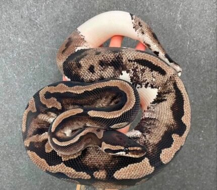 Axanthic-piebald.jpeg