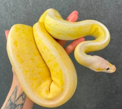 Banana-Cinnamon-lemon-Blast-DG.jpeg