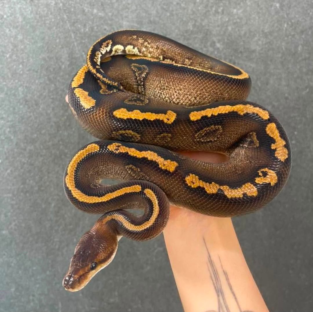Black Pastel Wookie Copper het clown Black-Pastel-Wookie-Copper-het-clown.jpeg