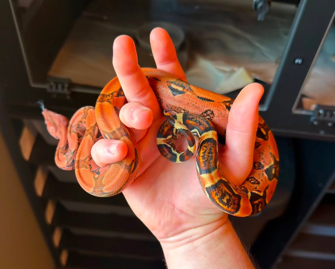 Blood het dragon boa Blood-het-dragon-boa.jpeg