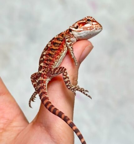 Chek-the-dragon.jpeg
