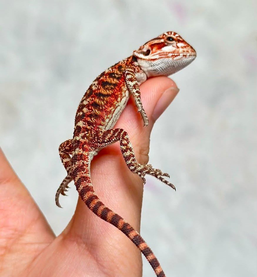 Chek the dragon Chek-the-dragon.jpeg