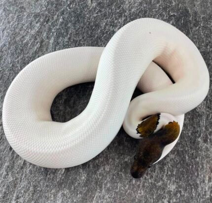 Copper-GHI-piebald.jpeg