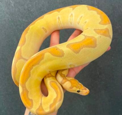 Coral-Glow-Enchi-clown.jpeg