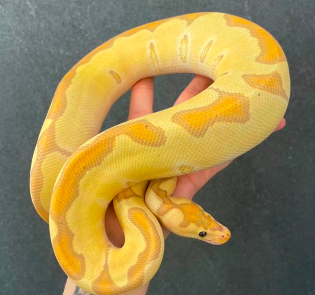 Coral Glow Enchi clown Coral-Glow-Enchi-clown.jpeg