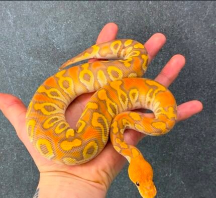 Cypress-Ultramel-clown-het-Hypo.jpeg