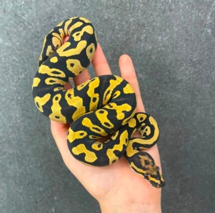 DG-double-het-Hypo-Clown.jpeg