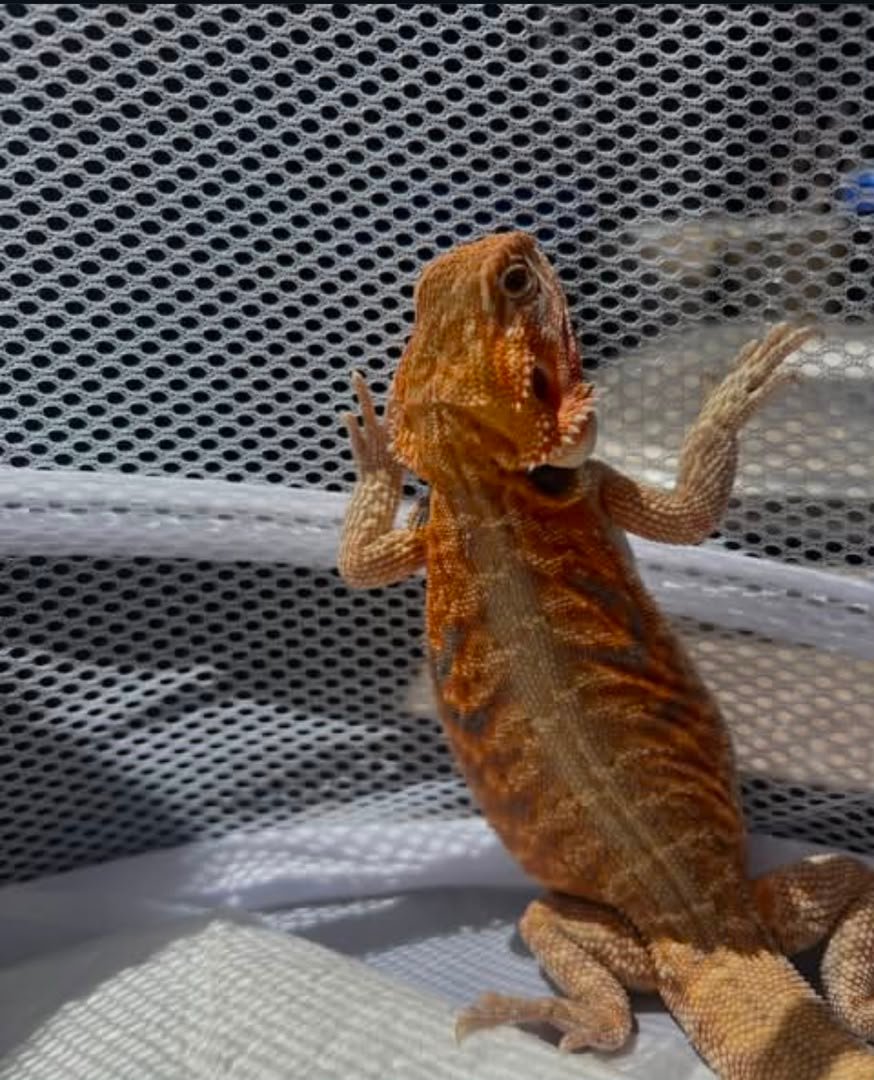 Dagon the dragon Dagon-the-dragon.jpeg