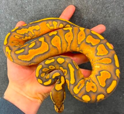 Enchi-Black-Pastel-wookie-gravel-hypo.jpeg