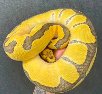Enchi-DG-Clown-het-hypo.jpeg