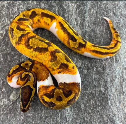 Enchi-gravel-piebald.jpeg