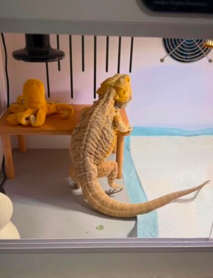 Erica-the-dragon.jpeg