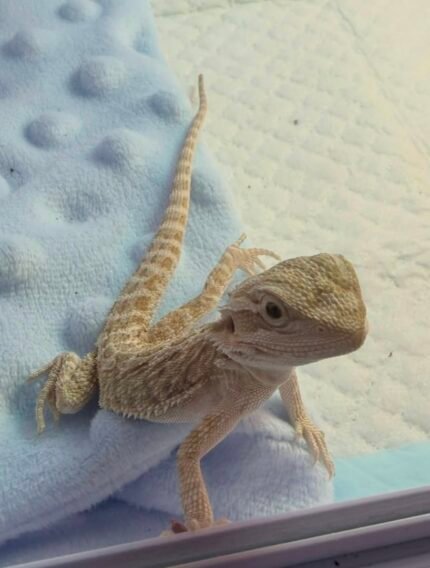 Fafa-the-dragon.jpeg
