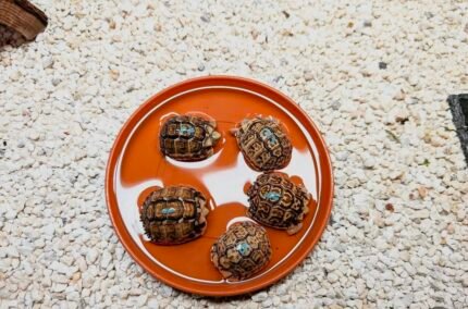 Hatching-Egyptian-tortoise.jpeg
