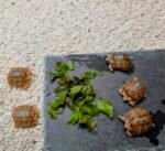 Hatching Egyptian Tortoise - Image 2