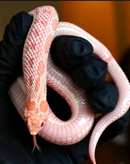 Het-lavender-sable-hognose.jpeg