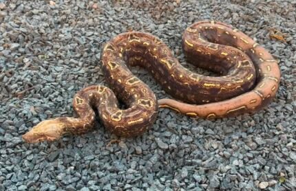 IMG-VPI-aztec-jungle-boa-.jpeg