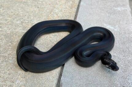 IMG-motley-double-het-leopard-kahi-boa.jpeg
