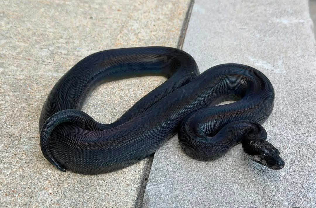 IMG motley double het leopard kahi boa IMG-motley-double-het-leopard-kahi-boa.jpeg