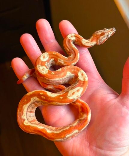 IMG-vpi-sunglow-jungle-het-specter-boa.jpeg