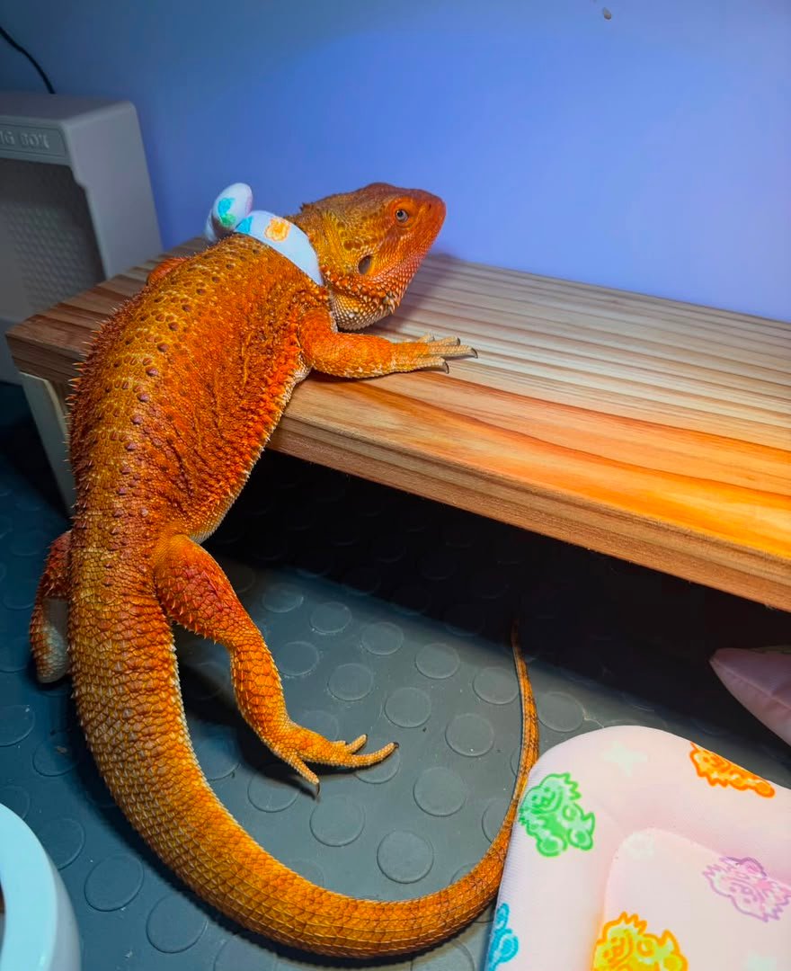Jody the dragon Jody-the-dragon.jpeg