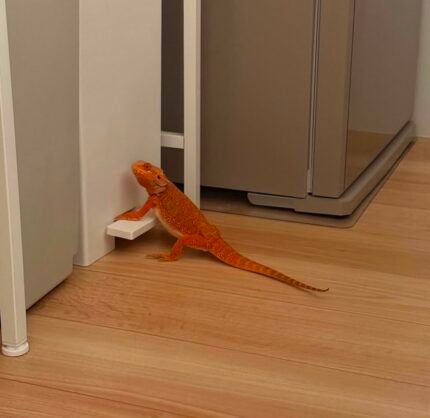 Kikue-the-dragon.jpeg