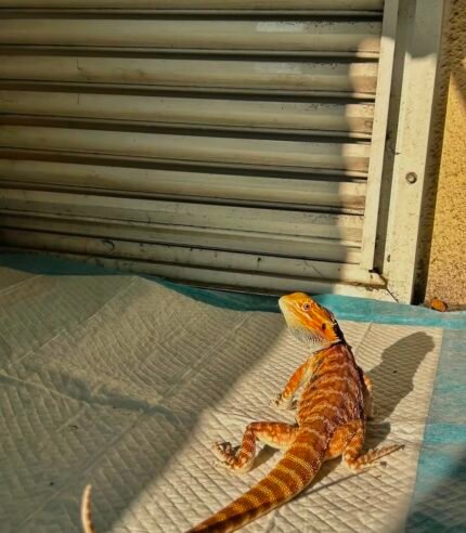 Louie-the-dragon.jpeg