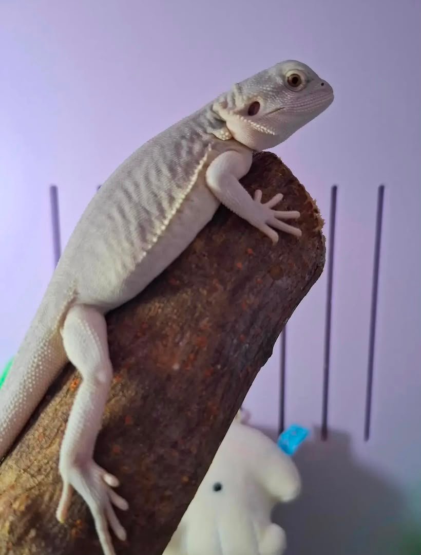 Mobu the dragon Mobu-the-dragon.jpeg