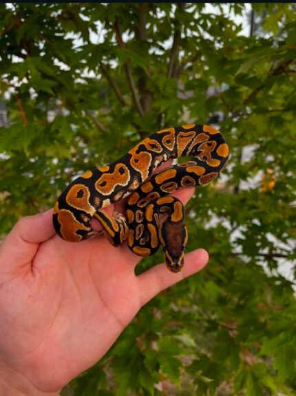 NR-Mandarin-Lace-DH-Hypo