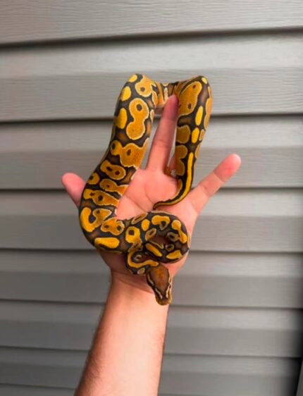 NR-mandarin-hypo