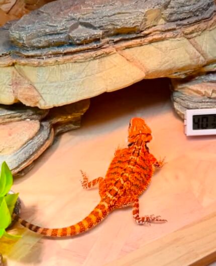 Nelly-the-dragon.jpeg