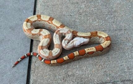 PD-VPI-KW-fire-boa.jpeg