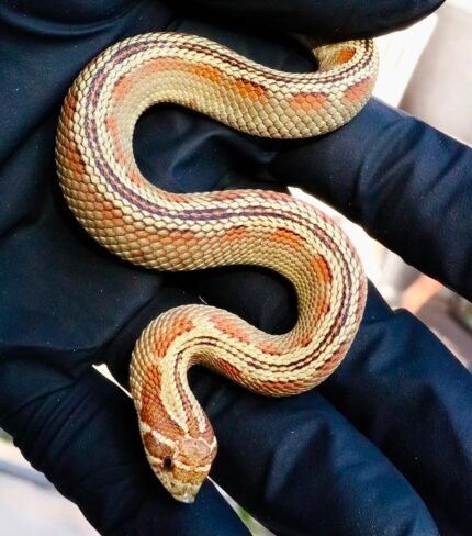 PLG-colorblast-woma-conda-66-het-pos-het-axanthic.jpeg