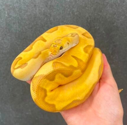 Pastel-Enchi-Ultramel-Clown.jpeg