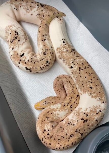 Pastel-banana-pied.jpeg