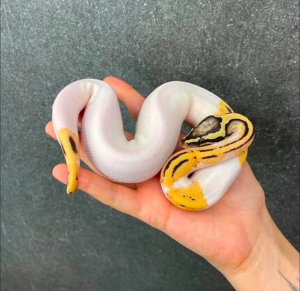 Pastel-gravel-DG-piebald.jpeg