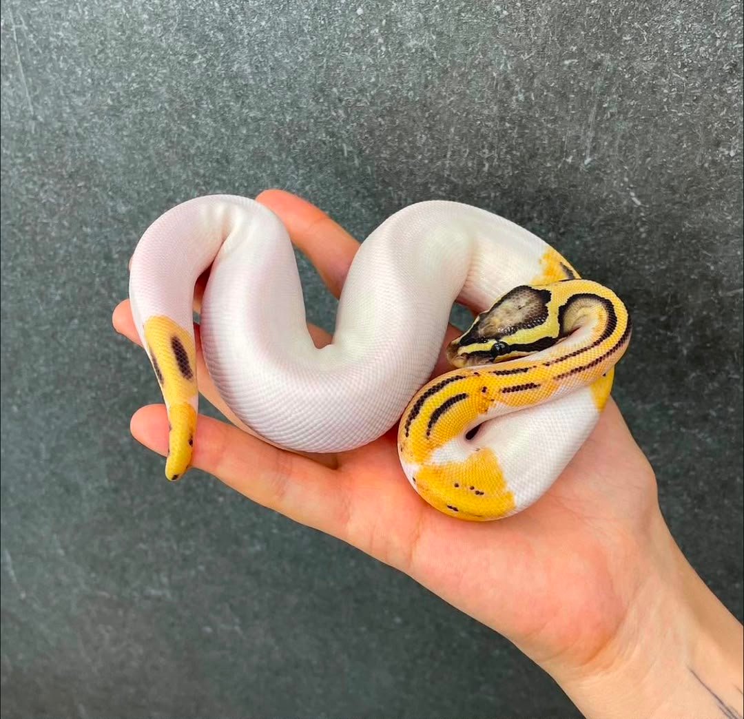 Pastel gravel DG piebald Pastel-gravel-DG-piebald.jpeg