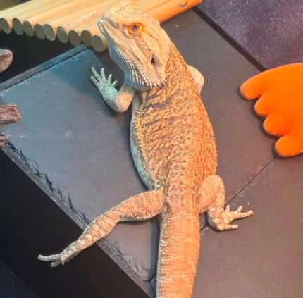 Patrick-the-dragon.jpeg