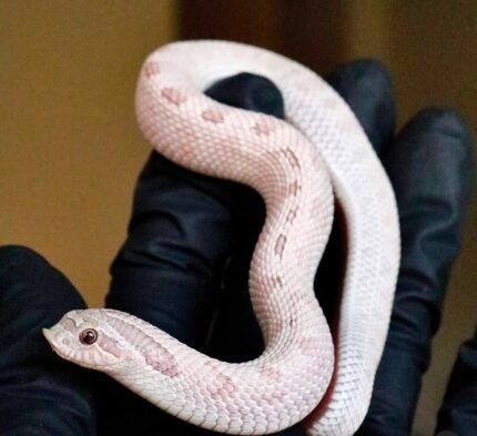 RBE-Toxic-Anaconda-hognose.jpeg