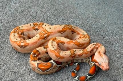 RC-pastel-VPI-boa.jpeg