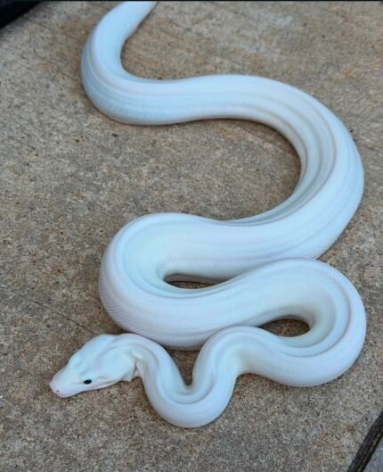 RC-pastel-super-fire-boa-snake.jpeg