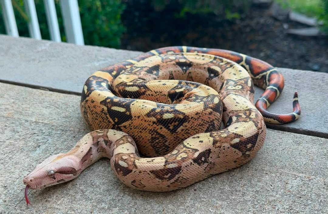 Boas Snakes