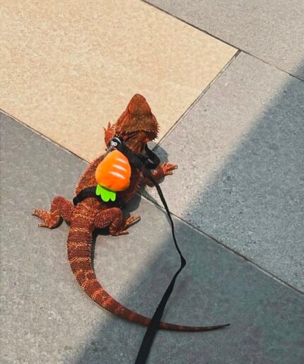 Roni-the-dragon.jpeg
